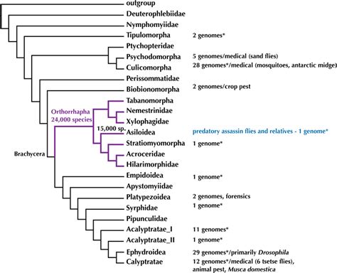 Phylogeny Of Diptera Summary Tree Of Hypothesis With Higher Taxa By