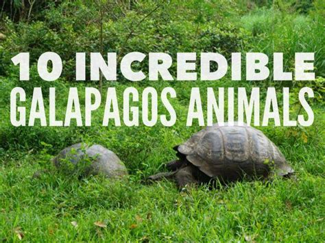 10 Incredible Galapagos Islands Animals - Travel Tales of Life