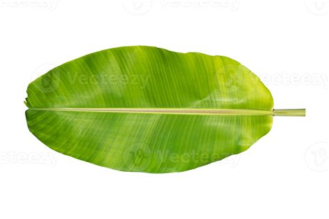 Folha De Bananeira Verde Isolada No Fundo Branco 10870394 PNG