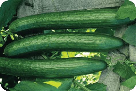 Early Spring Burpless Hybrid Cucumber Seeds — Seeds 'n Such