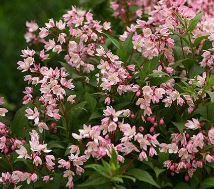 Shrubs For Shade | White Flower Farm