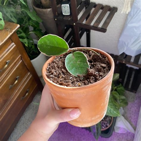 10 Benefits of Having a Variegated Hoya carnosa 'Compacta'