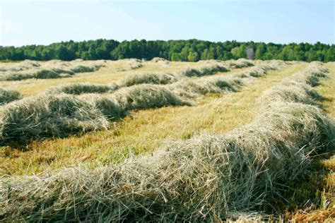 Assessing Hay Quality