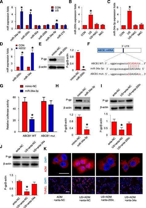 The Effects Of Ultrasound Exposure On P Glycoprotein Mediated Multidrug