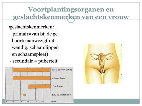 Ppt Biologie Voortplanting En Ontwikkeling H Avo Powerpoint