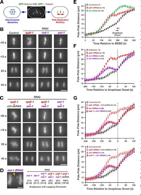 Figure From A New Mechanism Controlling Kinetochore Microtubule