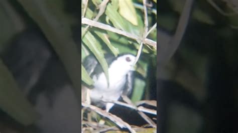 Burung Yang Sangat Kebal Terhadap Peluru Yg Di Lontarkan Oleh Sebuah