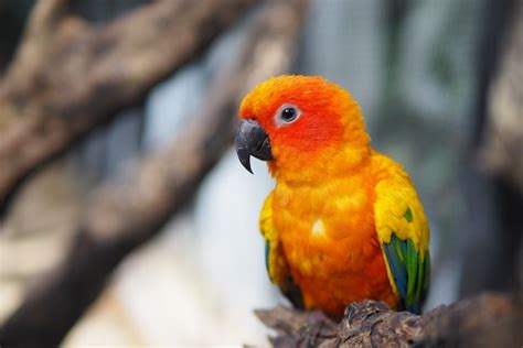 What is the Lifespan of a Sun Conure? Learn the Answer and More