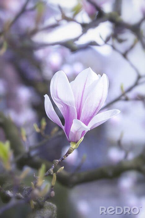 Fototapete Foto Mit Einer Einzelnen Magnolie Nach Ma Myredro De