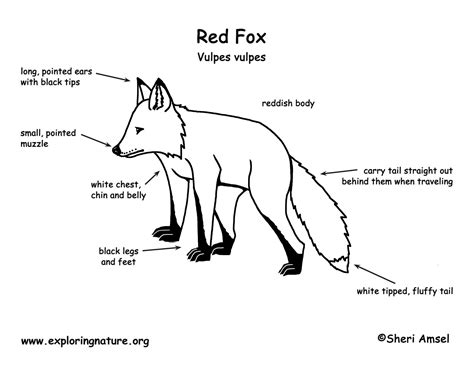 Arctic Fox Labelled Diagram