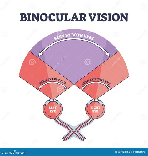 Binocular Vision Explanation With Right And Left Eye Sight Outline Diagram Stock Vector