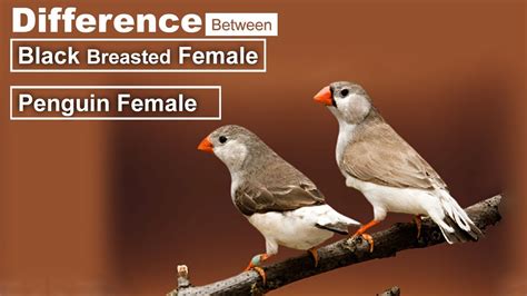 Difference Between Penguin And Lb Black Breasted Zebra Finch Females