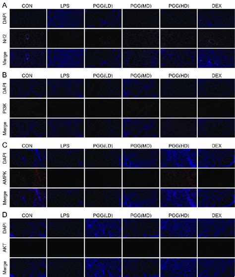 Effect Of Pgg On Pi K Akt Nrf And Ampk Expressions In The Lung