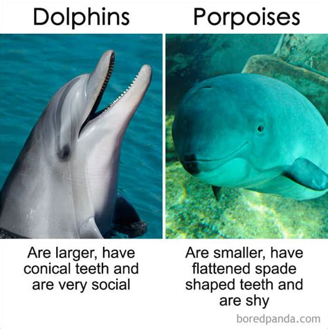 Dolphins Vs Porpoises What Are The Differences 36A