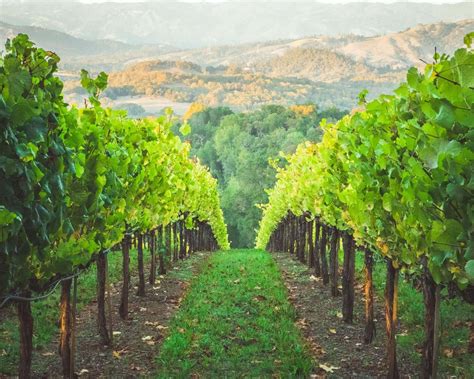 vineyard grape vines