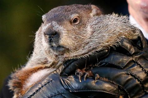 9 groundhog facts