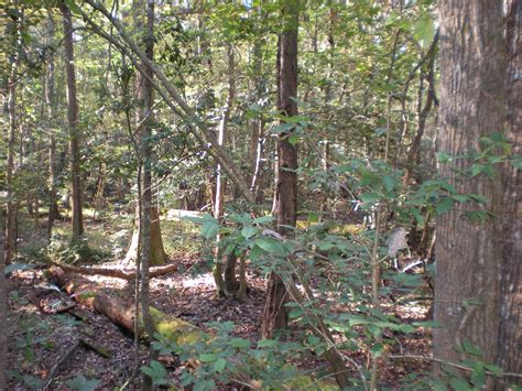 Tosh-Ma-Haul: Congaree Swamp National Park, Savannah Georgia, and Fort ...