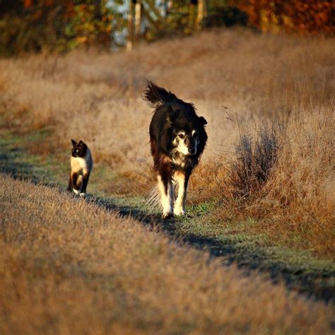 Tout Comme Les Humains Les Animaux Ont Une Me