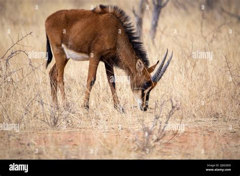 Sable Antelope At Kruger National Park Stock Photo Alamy