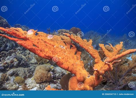 Elkhorn Coral Acropora Palmata Stock Photo Image Of Underwater