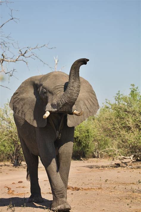 African Elephants Loxodon Africana In Chobe National Park Botswana