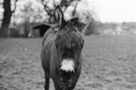 Donkey Animal Head Free Photo On Pixabay Pixabay