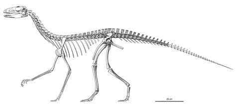 25 Dinosaur Fossils Antarctica Fraserohanna