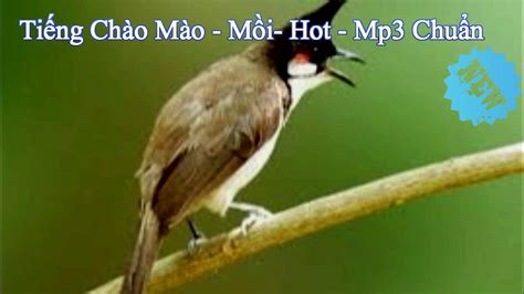 Tải tiếng Chào Mào hót mp3, Tặng các bạn bộ file chào mào hót mp3 cực ...