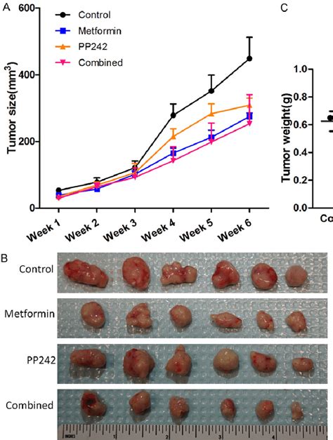 Metformin And Pp Reduced Tumor Burden In Xenograft Model A Mice