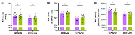 Retinal Area Total Rgc Count And Global Rgc Density Per Sex In