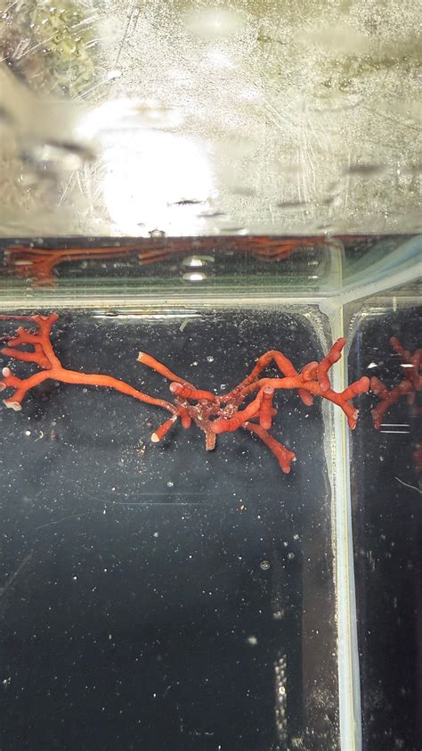 Staghorn Bush Rhodopeltis Sp. – Low Tide Corals