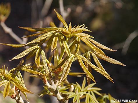 Painted Buckeye Aesculus Sylvatica