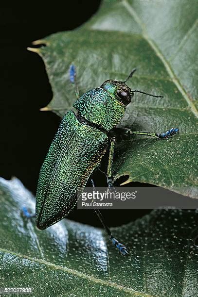 103 Iridescent Green Beetle Stock Photos, High-Res Pictures, and Images ...