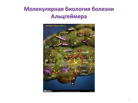 Молекулярная биология болезни Альцгеймера - презентация онлайн