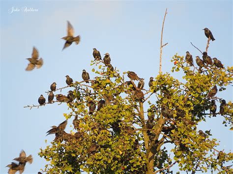 Vroege Vogels Foto Vogels Spreeuwen