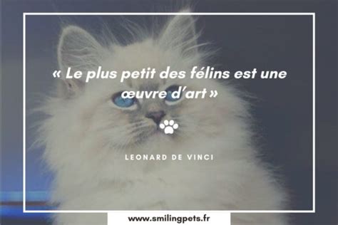 Les Plus Belles Citations Sur Les Chats Equirelation