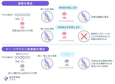 リー・フラウメニ症候群 遺伝性疾患プラス