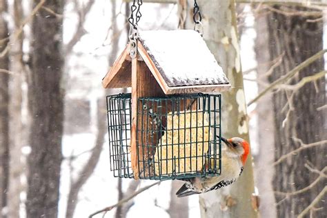 Winter Feeding Garden Birds | Fasci Garden