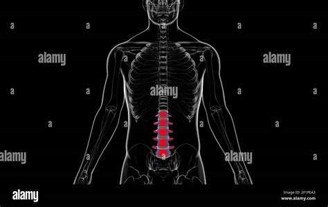 Colonna Vertebrale Scheletro Umano Vertebre Lombare Anatomia D