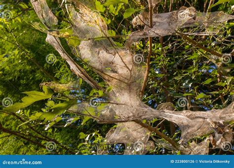 Giant Cobweb In The Trees Close Up Stock Photo Image Of Garden Leaf