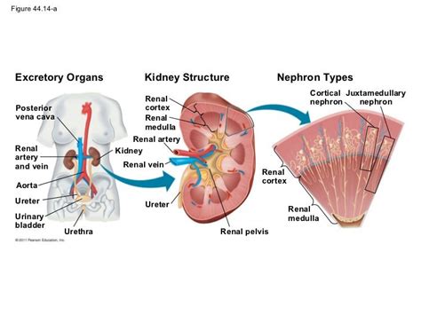 Osmoregulation