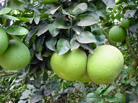 Pomelo - World Crops Database