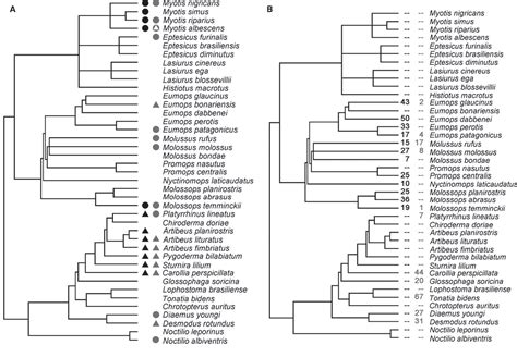 Figure 1 From Phylogenetic Signals In Hostparasite Associations For