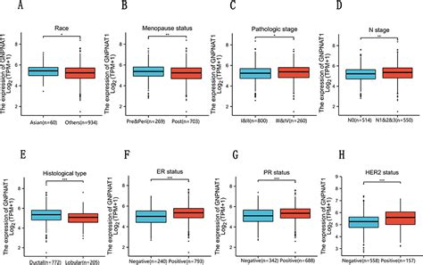 Gnpnat An Unfavorable Breast Cancer Prognosis Marker Bctt