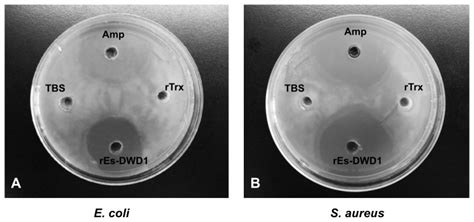 Antibacterial Activities Against E Coli A And S Aureus B Were