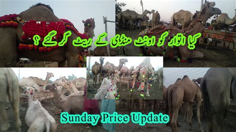 Lahore Camel Market Qurbani 2023 Latest Rates Update Shahpur Kanjar