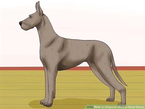 How To Diagnose Bloat In Great Danes 9 Steps With Pictures