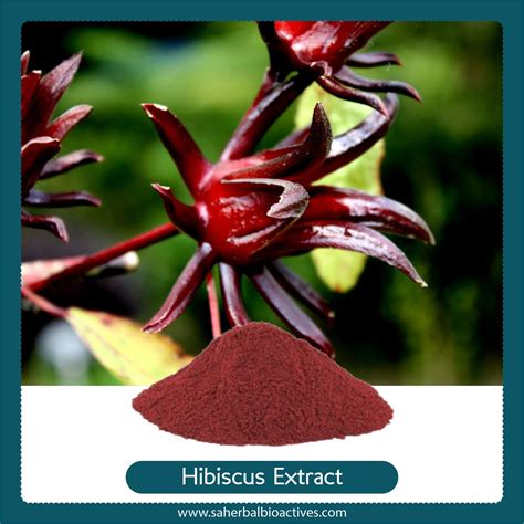 Manufacturer Of Hibiscus Sabdariffa Extract Sa Herbal Bioactives