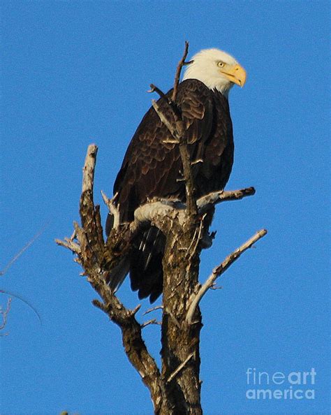 bold eagle photograph  irina hays fine art america