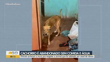 Bom Dia GO Cachorro é encontrado esquelético após ser abandonado em